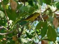 Wilson's Warbler 